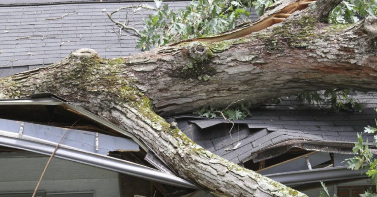 Tree that has fallen on top of a house.