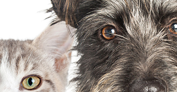 Closeup of a cat and a dogs faces